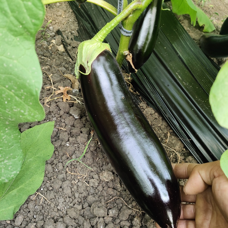 长茄765绿把茄子/长期供应/质量保证/价格优惠/发往全国