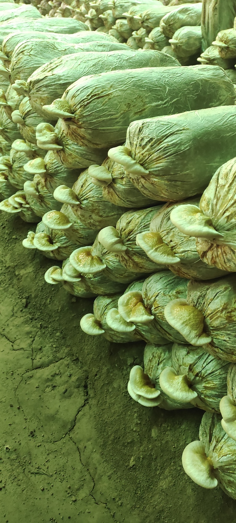 灵芝菌种鹿茸菌菌包包技术指导出芝率高支持定做