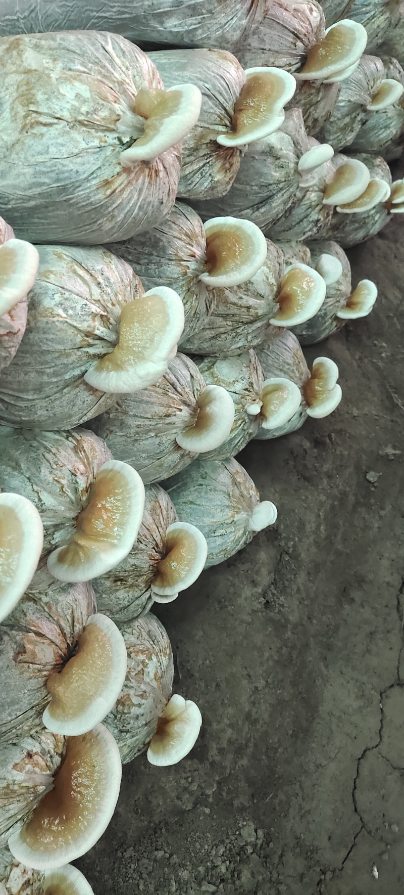 灵芝菌种鹿茸菌菌包包技术指导出芝率高支持定做