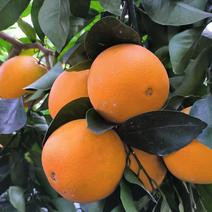 【赣南脐橙】江西赣州产地直供自家果园种植质量保证对接商超