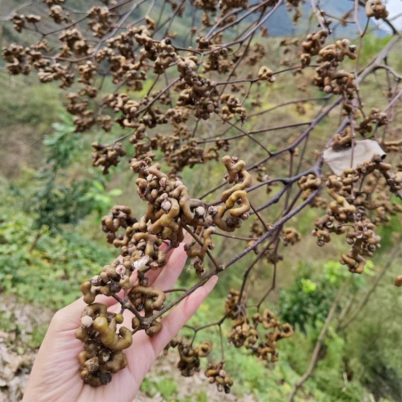 新货拐枣干野生拐枣果万寿果积具子鸡凤爪梨新鲜干货泡酒