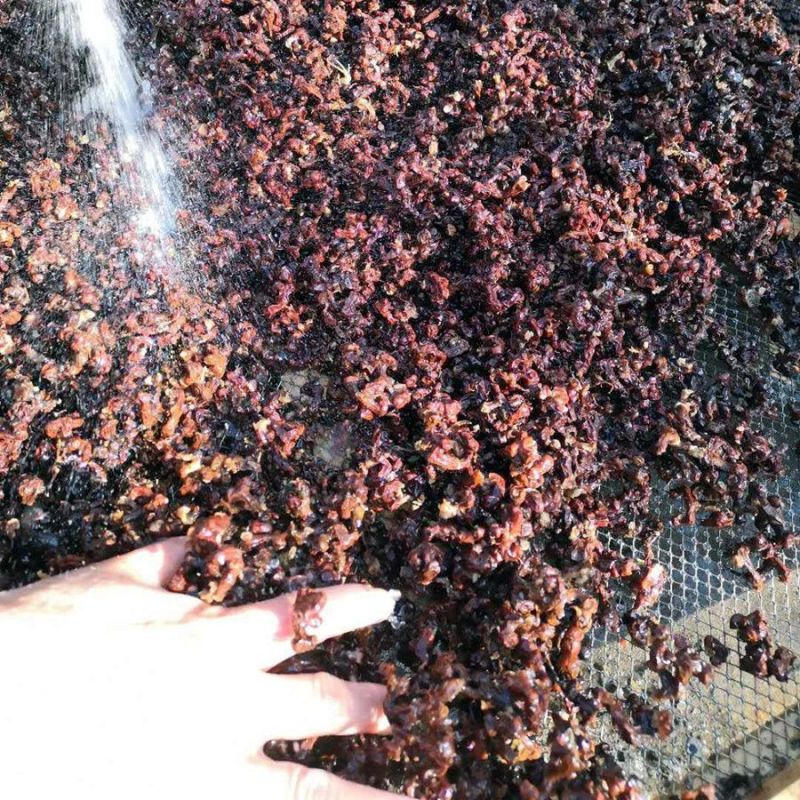新货拐枣干野生拐枣果万寿果积具子鸡凤爪梨新鲜干货泡酒