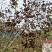 新货拐枣干野生拐枣果万寿果积具子鸡凤爪梨新鲜干货泡酒