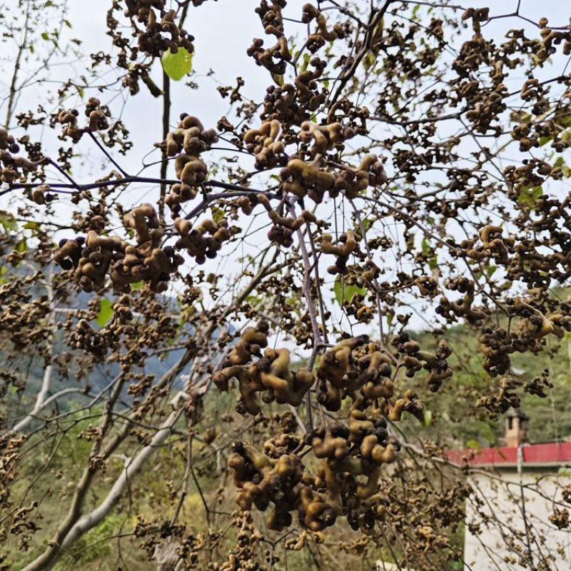 新货拐枣干野生拐枣果万寿果积具子鸡凤爪梨新鲜干货泡酒