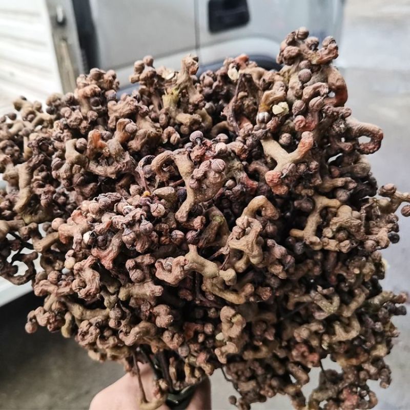 新货拐枣干野生拐枣果万寿果积具子鸡凤爪梨新鲜干货泡酒