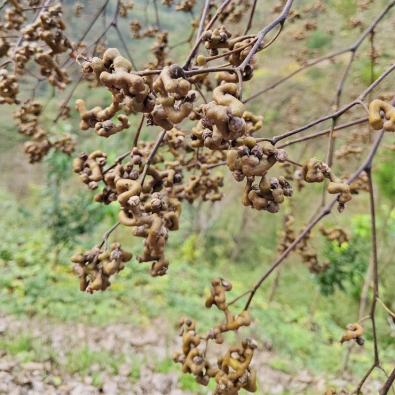 新货拐枣干野生拐枣果万寿果积具子鸡凤爪梨新鲜干货泡酒