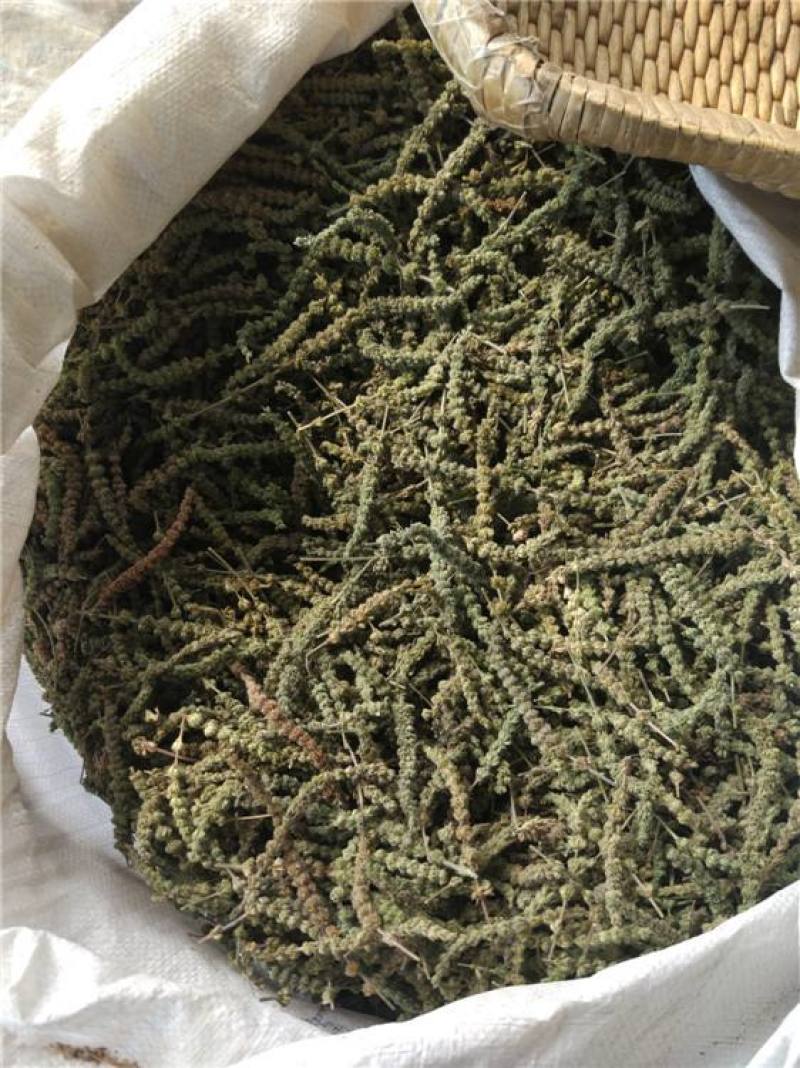 荆芥穗，产地一手货源有现货真实拍照，24小时内发货