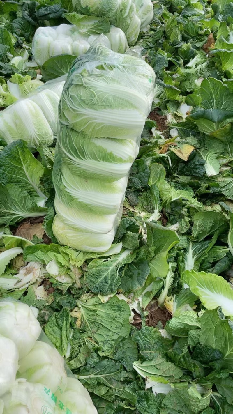 南阳新野县蔬菜基地黄心大白菜品质优大量上市一手货源