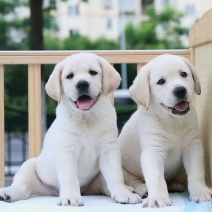 纯种拉布拉多幼犬导盲犬活体幼崽狗狗短毛神犬小七可爱真狗中