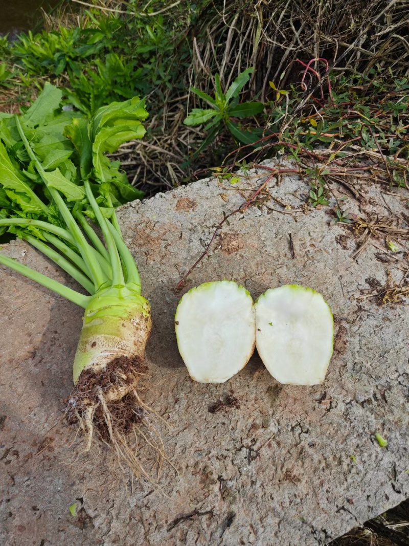 四川大头菜芥菜头货源充足欢迎所有的采购商