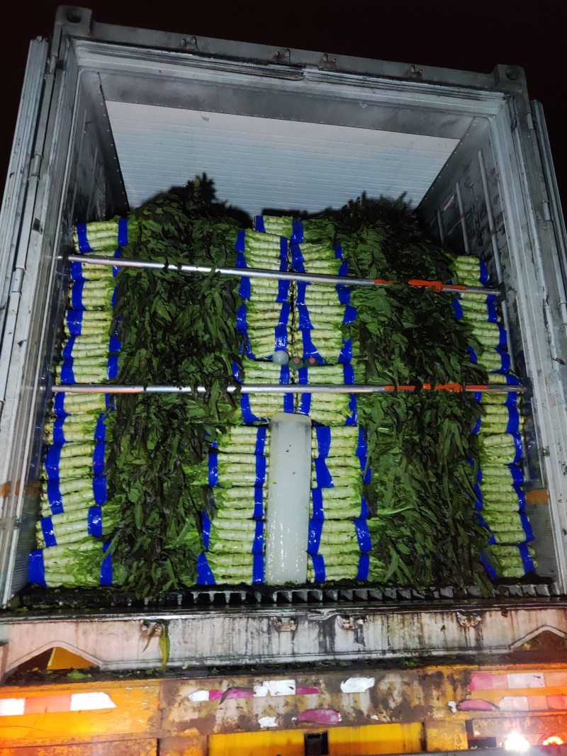 【牛商推荐】精品红尖叶莴笋现货现发诚信专业可视频看货