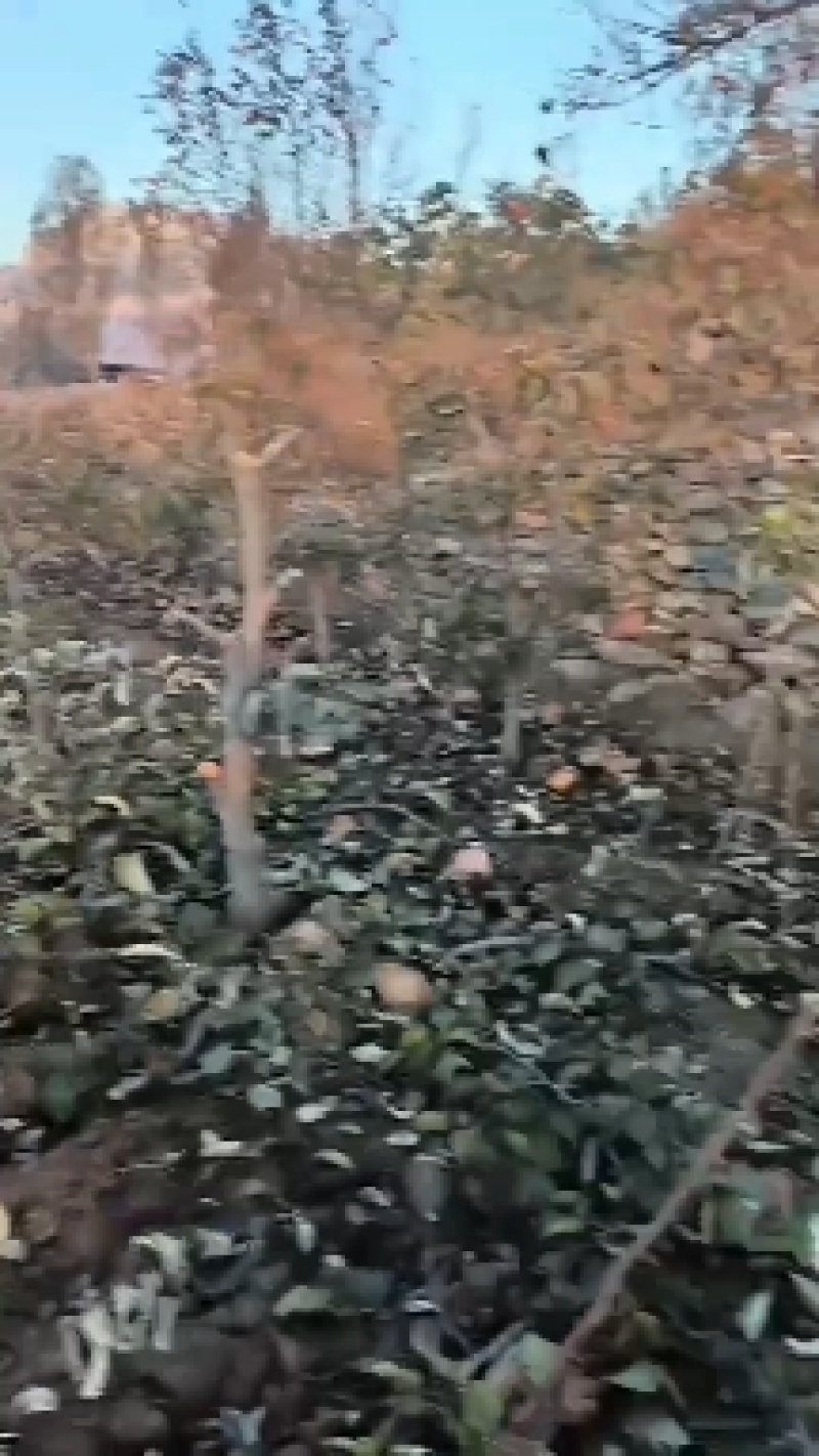 占地梨树