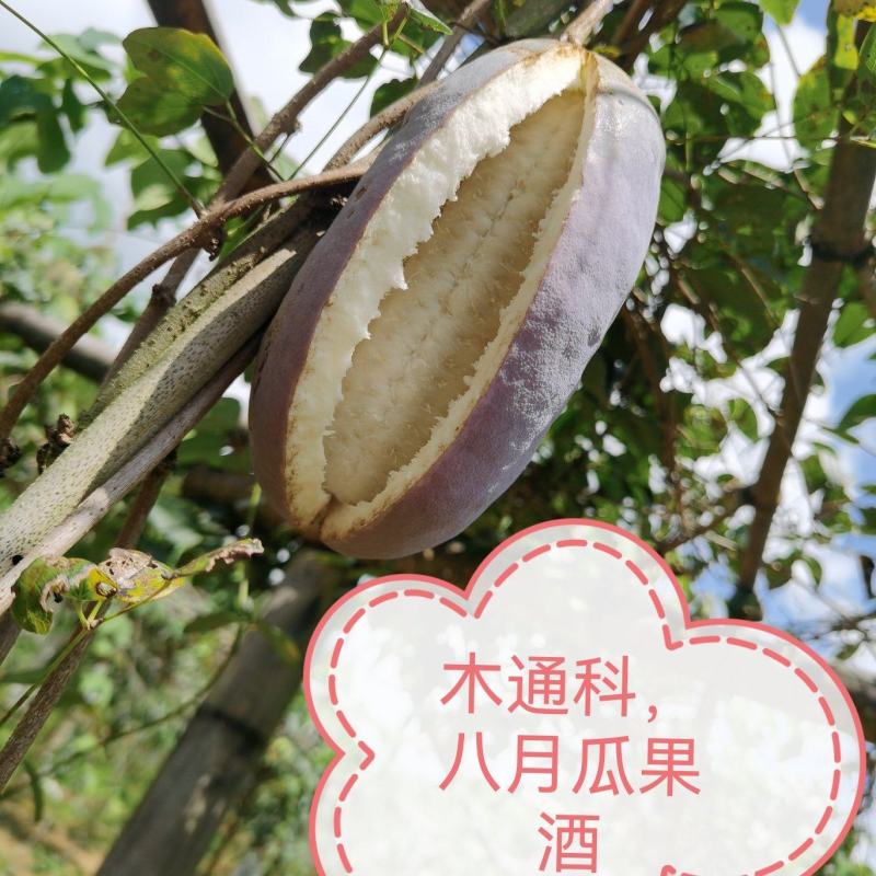 八月瓜果酒