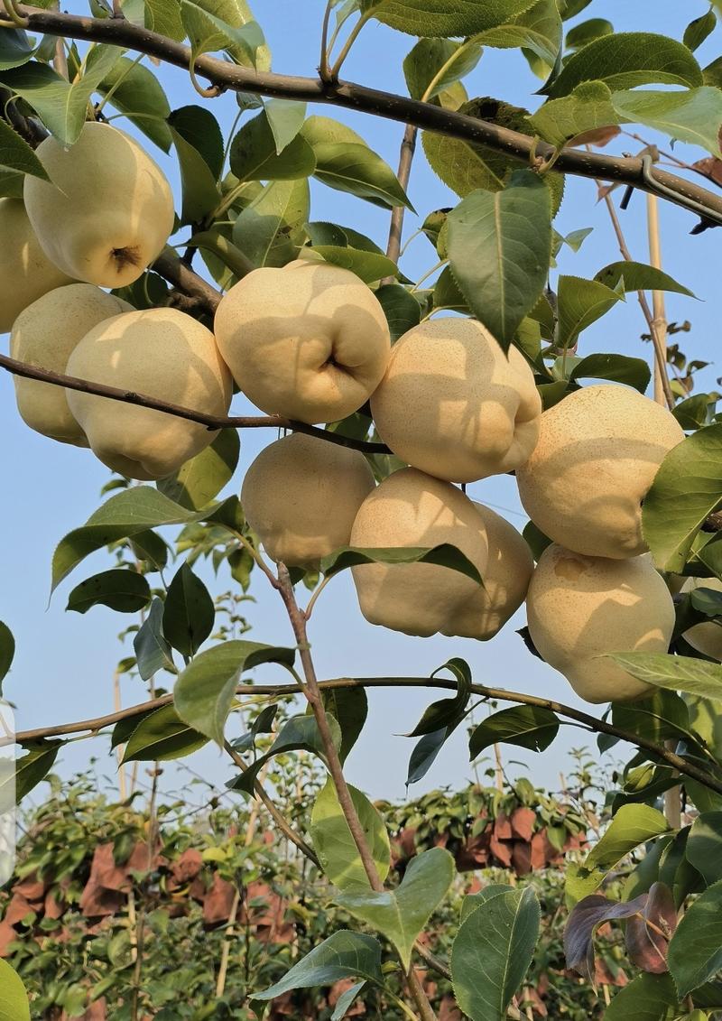 山农酥梨组培苗木外观更好晚熟果大高产浓甜无渣耐贮存