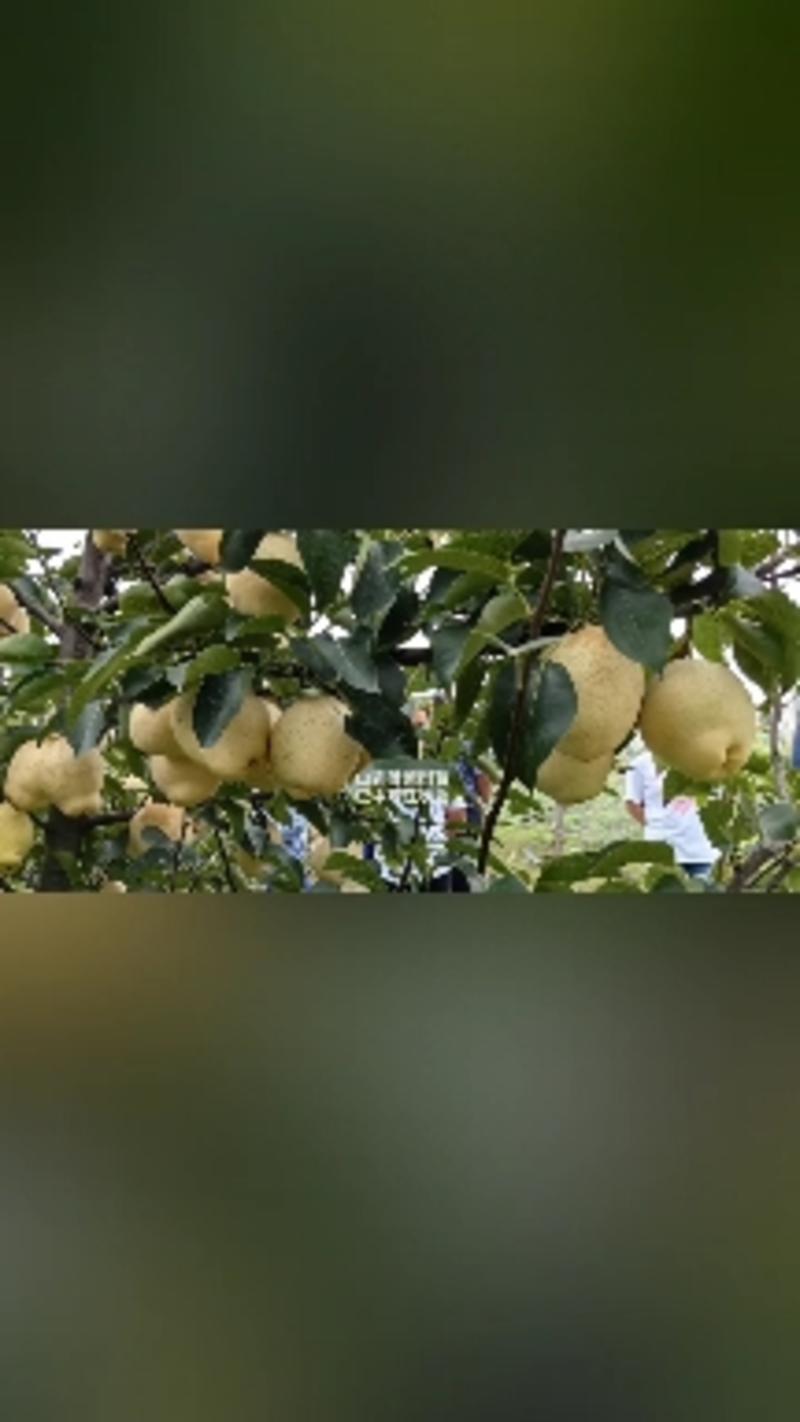 山农酥梨组培苗木外观更好晚熟果大高产浓甜无渣耐贮存