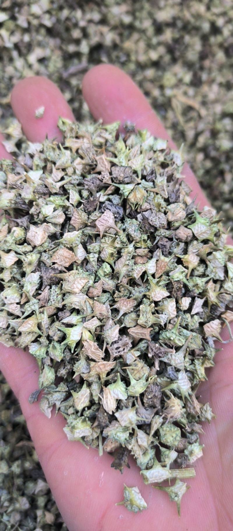 蒺藜刺蒺藜中药材批发蒺藜质量保证量大从优