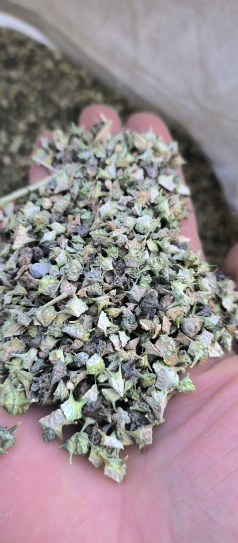 蒺藜刺蒺藜中药材批发蒺藜质量保证量大从优