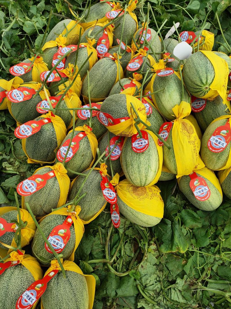 【推荐】广西哈密瓜大量上市产地直发品质有保证欢迎订购