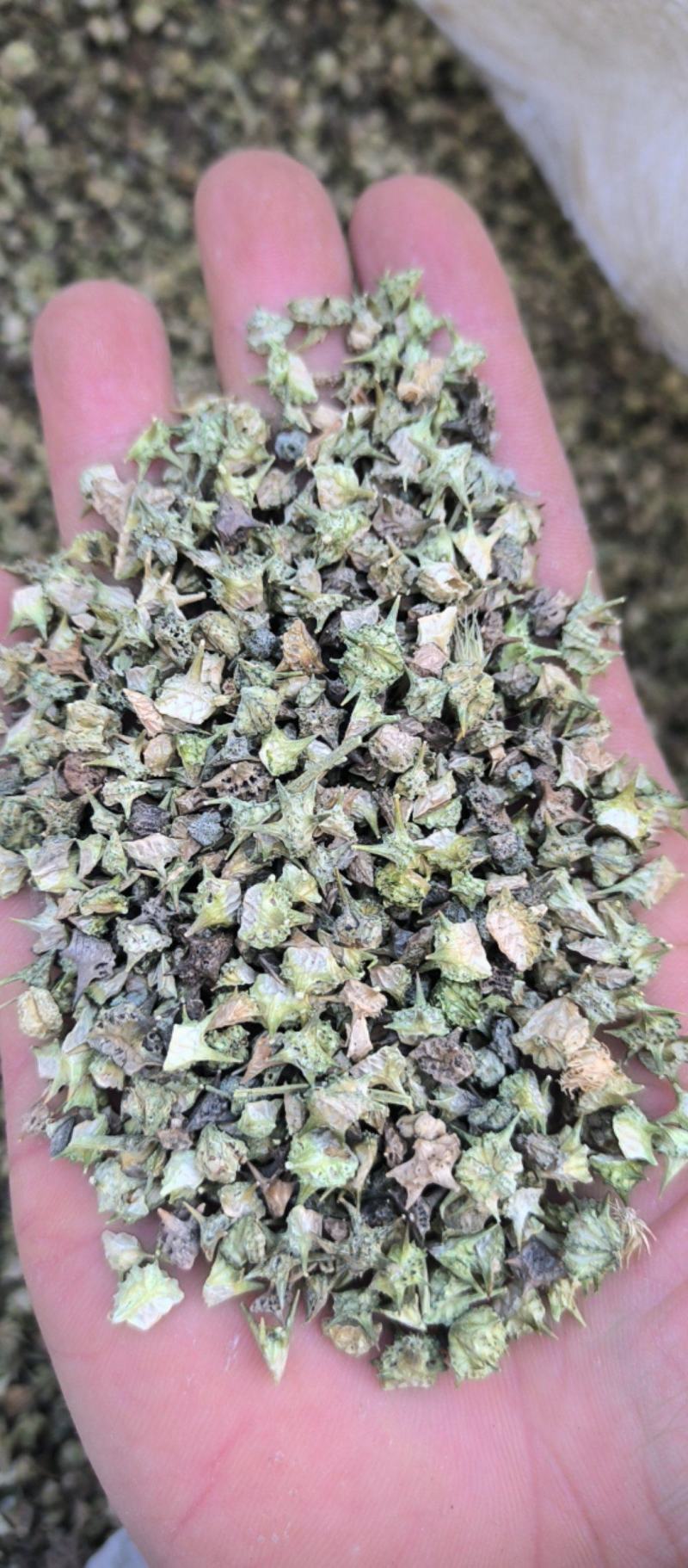 蒺藜刺蒺藜中药材批发蒺藜质量保证量大从优