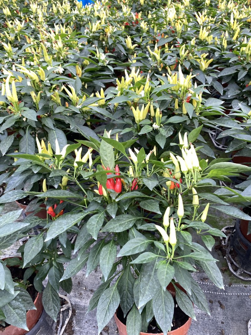 五彩椒苗(盆栽)，集药用食月观赏一体，品质保证