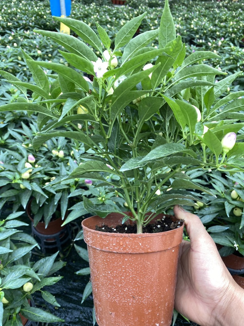 五彩椒苗(盆栽)，集药用食月观赏一体，品质保证