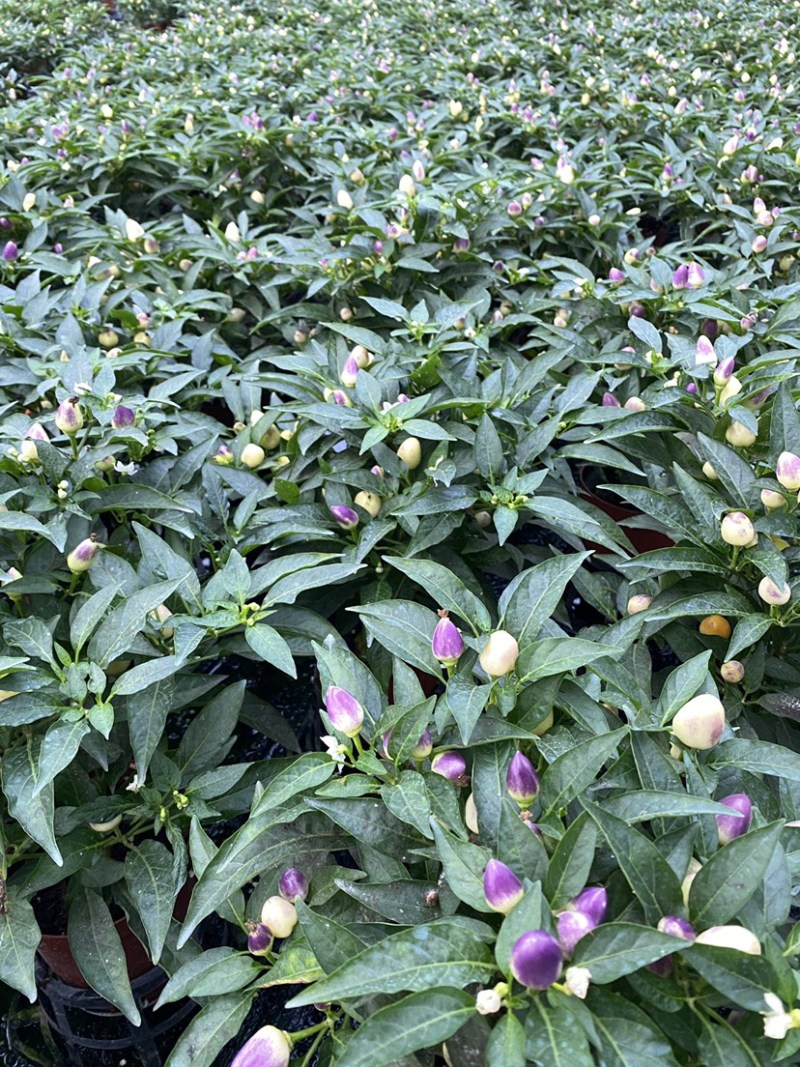 五彩椒苗(盆栽)，集药用食月观赏一体，品质保证