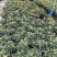 五彩椒苗(盆栽)，集药用食月观赏一体，品质保证