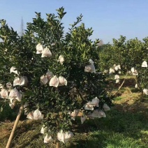 蒲江耙耙柑10万余斤，欢迎采购