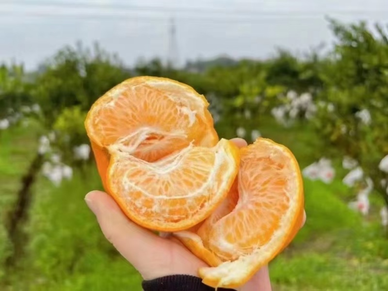 蒲江耙耙柑10万余斤，欢迎采购
