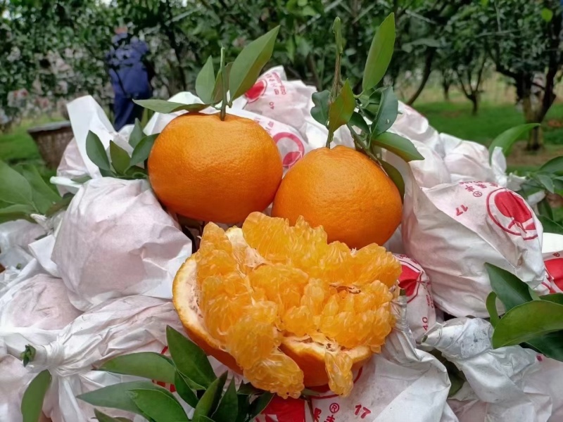 蒲江耙耙柑10万余斤，欢迎采购