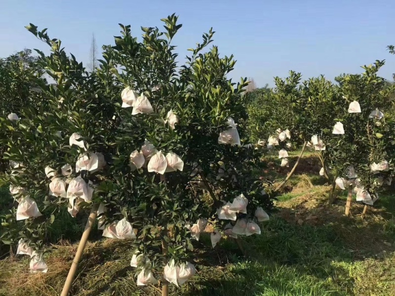 蒲江耙耙柑10万余斤，欢迎采购
