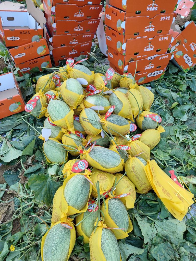 【推荐】广西哈密瓜大量上市产地直发品质有保证欢迎订购