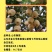 山农酥梨苗，雪梨晚熟果大高产浓甜无渣耐存放