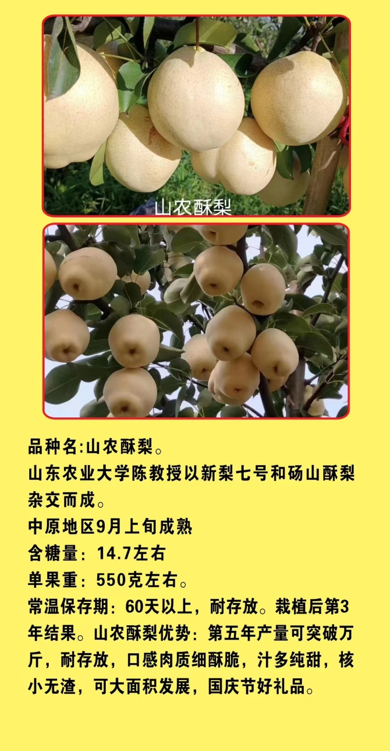 山农酥梨苗，雪梨晚熟果大高产浓甜无渣耐存放
