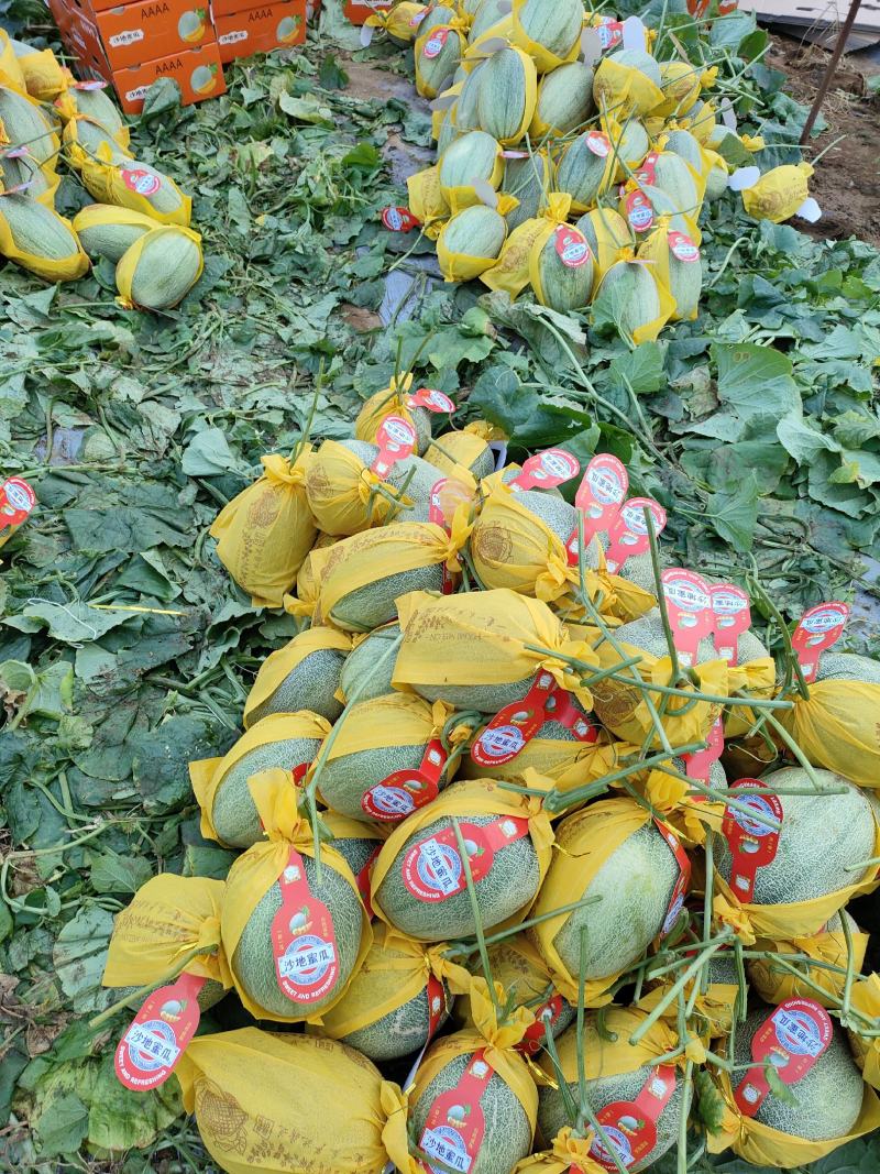 【推荐】广西哈密瓜大量上市产地直发品质有保证欢迎订购