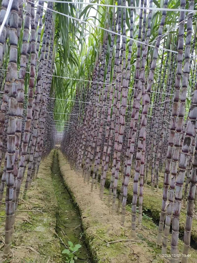 贵州紫皮甘蔗全国代发，又脆又甜的紫皮甘蔗，全国代发电商市