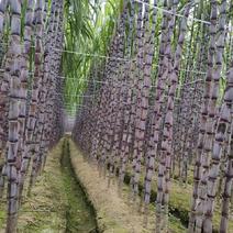 贵州紫皮甘蔗全国，又脆又甜的紫皮甘蔗，全国电商市