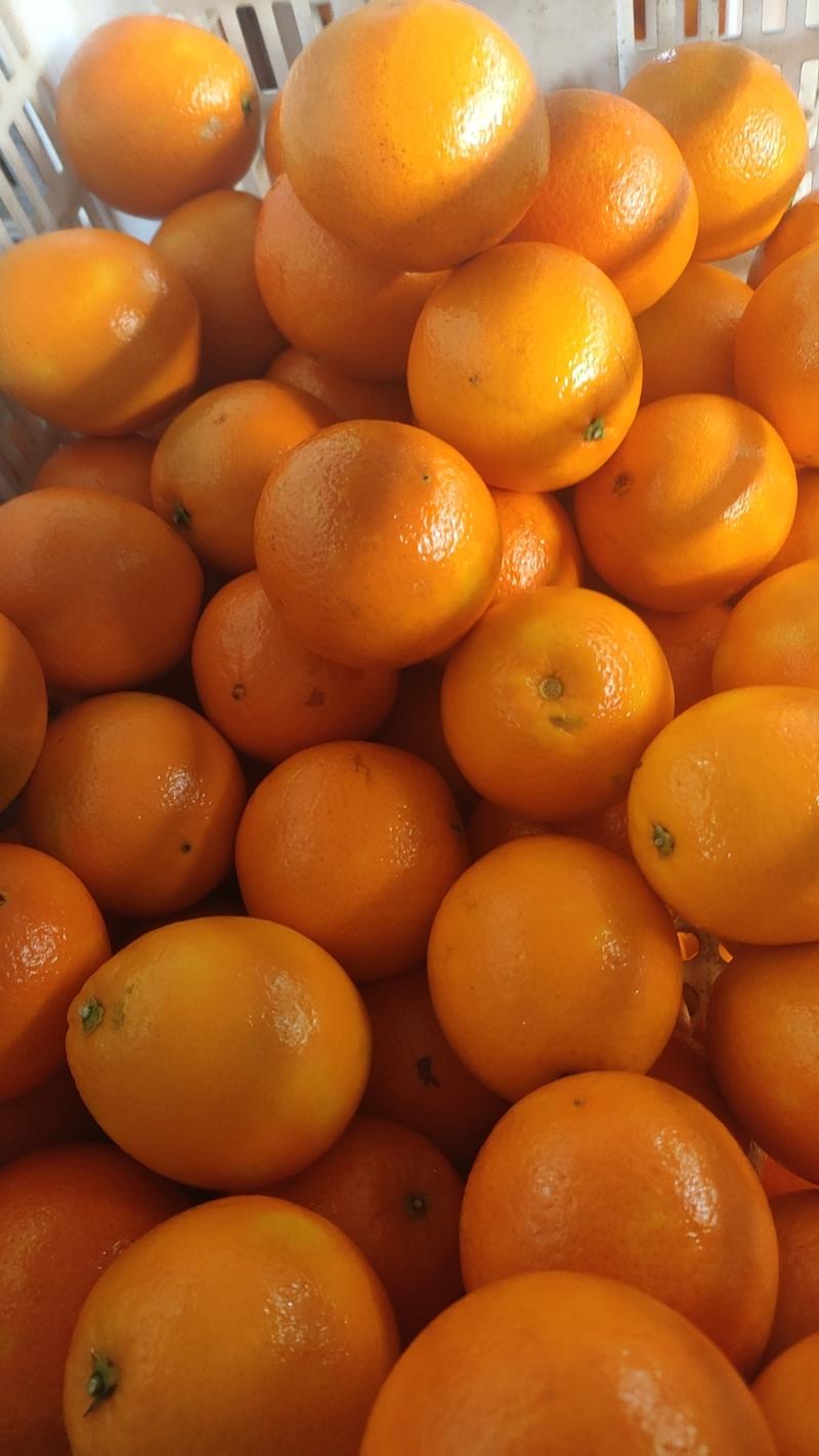 湖北特早蜜橘汁多甜度高量大价优可供各大市场商超电商