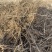 【精选】河南优质艾草根基地直发价格优惠可长期合作欢迎来电