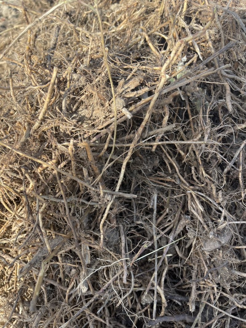 【精选】河南优质艾草根基地直发价格优惠可长期合作欢迎来电