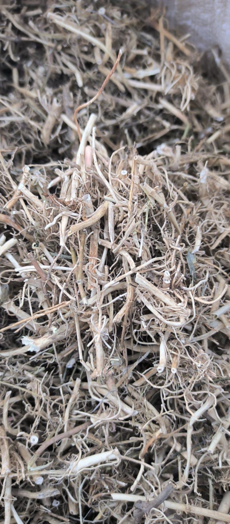 白前水洗白前中药材批发白前质量保证量大从优