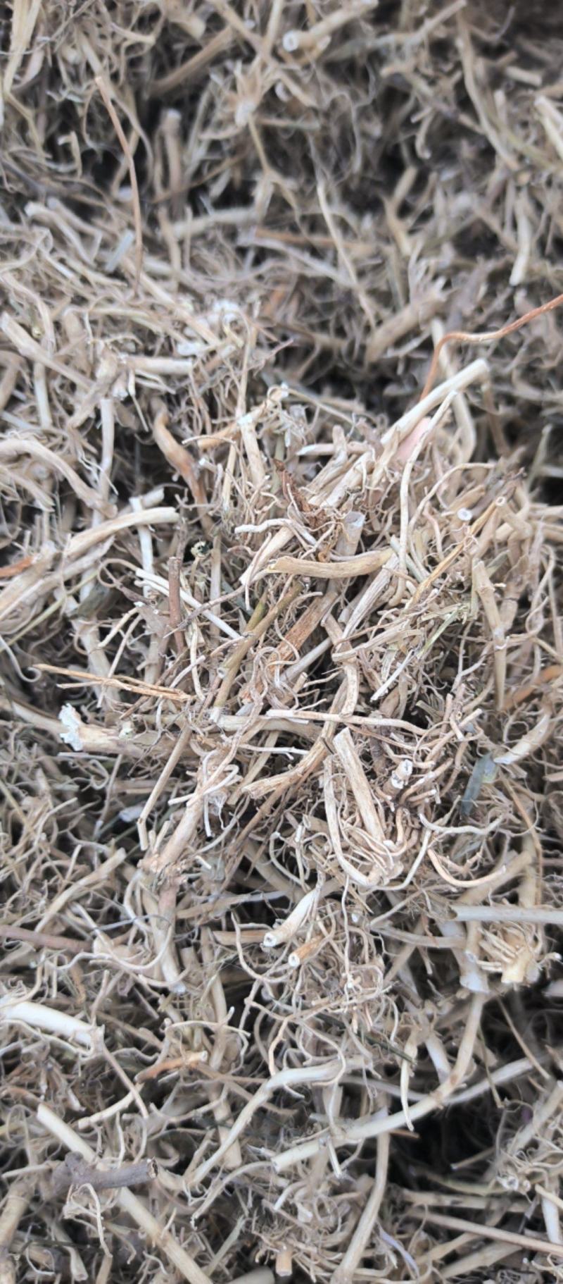 白前水洗白前中药材批发白前质量保证量大从优