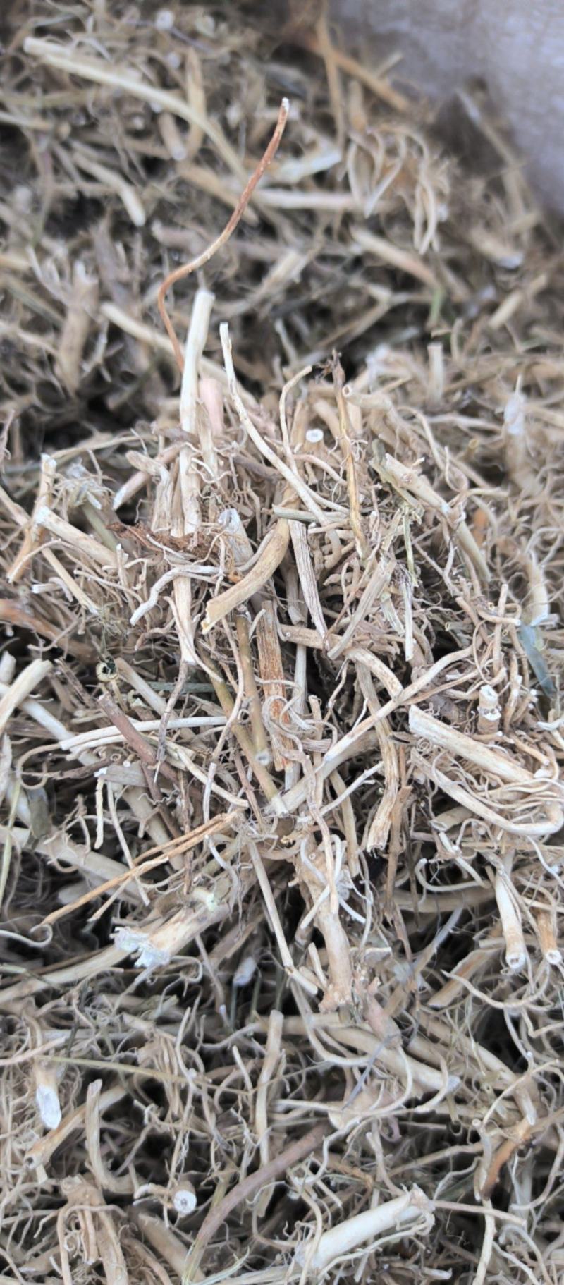 白前水洗白前中药材批发白前质量保证量大从优