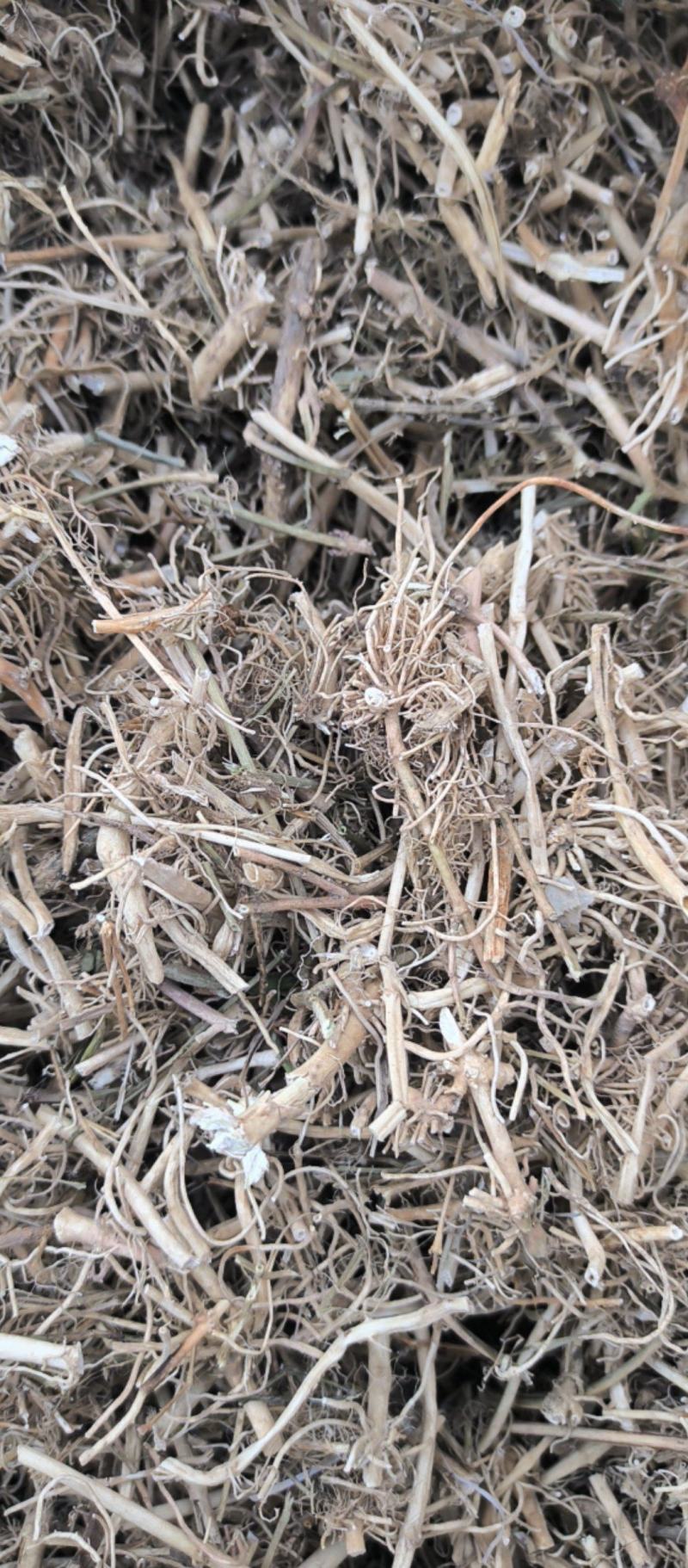 白前水洗白前中药材批发白前质量保证量大从优