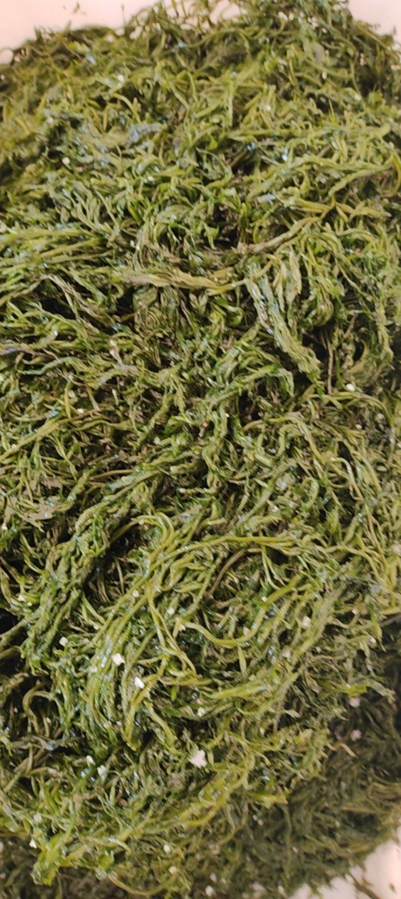山东威海荣成腌渍马尾藻也叫长寿菜包饺子，包子，等