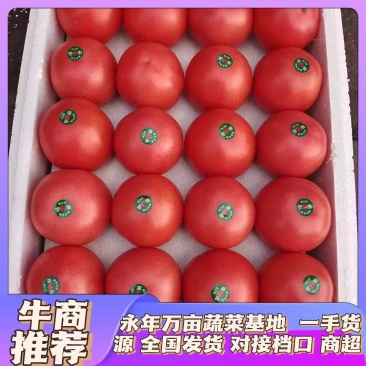 硬粉西红柿，新鲜现货，大量供应，品质保证，欢迎咨询采购！
