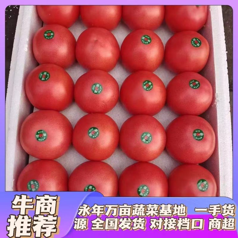硬粉西红柿，新鲜现货，大量供应，品质保证，欢迎咨询采购！