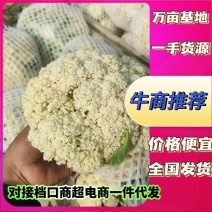 新鲜松花菜，品质保证，大量供应，欢迎广大客商进店咨询采购！