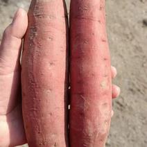 沙地西瓜红红薯，规格齐全，质量保证，全国产地直发