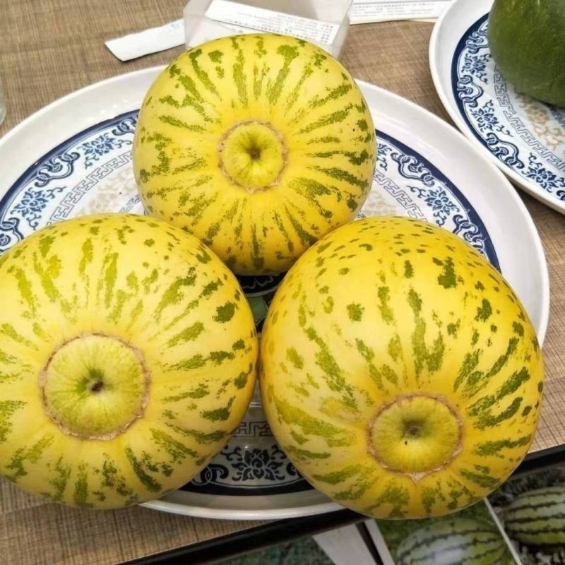 金牌豹点皇A8甜瓜种子糖度高绿肉青顶抗逆性强耐贮运豹点甜